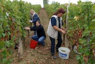 Vinogradari počeli s berbom, cijena otkupa još uvijek nepoznata