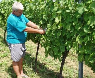 Obećavajuća godina za vinogradare i vinare