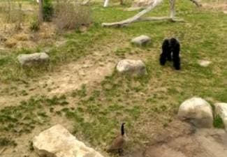 Guska natjerala gorilu u bijeg (video)