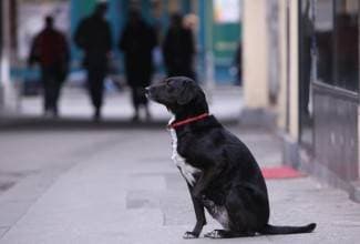 Pas istrčao na cestu i povukao 8-godišnjaka zubima za hlače