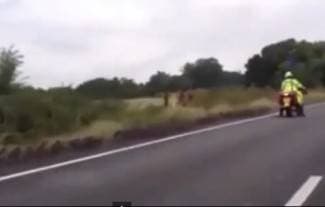 Patke na autocesti dobile policijsku pratnju (video)
