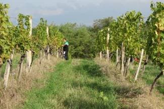 Vinogradari pokušavaju spasiti ovogodišnju berbu