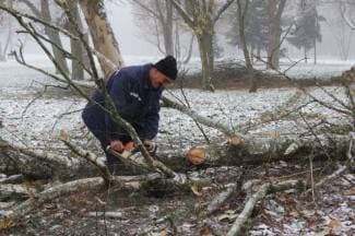 Suha stabla neće više biti prijetnja prolaznicima (foto)