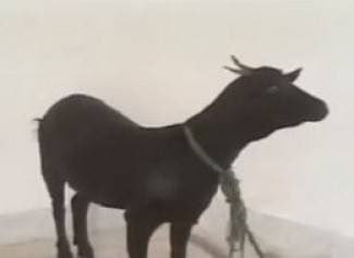 Silovana koza pozvana na sud, napadač dobio 10 godina