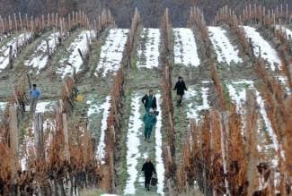 Vinogradari strahuju od velikih projekata: ¨Premalo je ideja i prespori smo¨