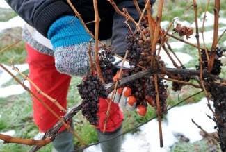 Otkupna cijena grožđa kao lani, urod puno slabiji