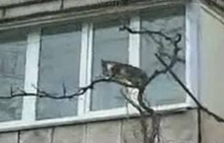 Mačka s mačićem u zubima na opasnom putu do stana (video)
