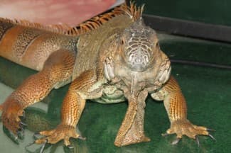 Iguana caruje u domu Grčićevih, plaši goste i spava na boru