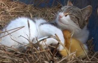 Nesebična mati: Maca posvojila male pačiće (video)