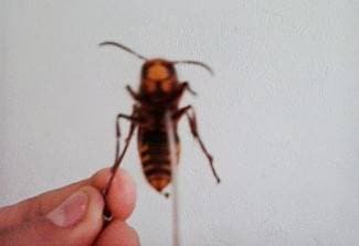 Još ne znaju gdje je gnijezdo: ¨Velik je 5 cm i tamniji od običnog¨