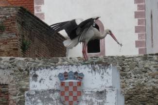 Vratile se rode u Kaptol: ¨Ovo je roda Hrvatica!¨ (foto)