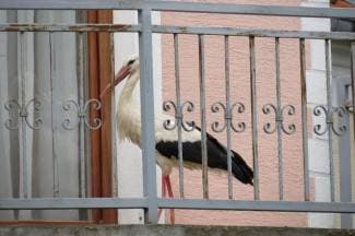 Rodan im šeće po balkonu i kuca na ulazna vrata (video)