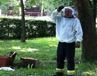 Rušili drvo u parku pa u deblu naišli na pčelinje gnijezdo