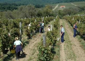 Baričević: 2011. je najsušnija u zadnjih 10 godina