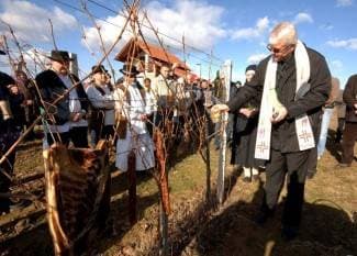 Kaptolački vinari očekuju do tisuću ljudi za Vincelovo