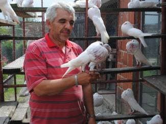 ¨Kupac iz Kuvajta nudio je dvostruku cijenu za moje golubove¨
