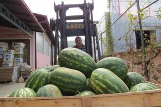 Cijena lubenica nikad niža, kvaliteta dobra, a potražnja loša