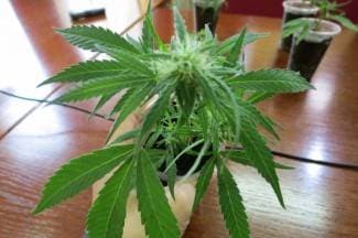 Kod dvojice Požežana pronađena marihuana, jedan osumnjičen za uzgoj