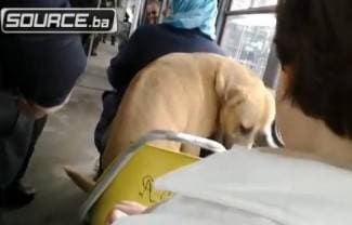 Kontrolor izbacio psa iz tramvaja jer nije imao kartu (video)