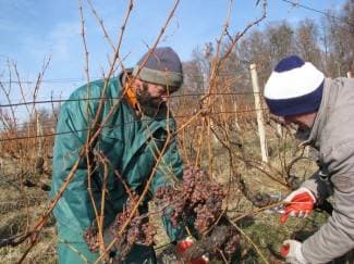 Ledene berbe daju malo, ali vrhunsko i traženo vino