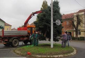 Pakrac dobio božićnu jelku, ukrašavanje sljedećeg tjedna