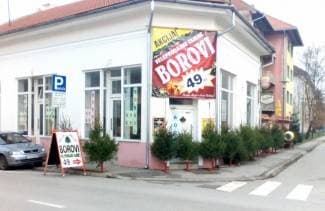 Božićna drvca za samo 49 kn u Tom klubu