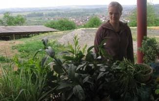 Trudi čuva 500 vrsta rajčica od izumiranja
