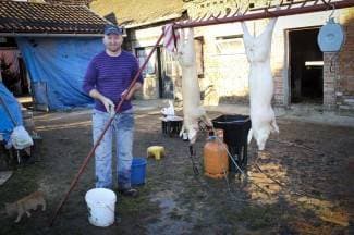 Ovako to rade Banovčani: ¨Svinja je simbol napretka¨