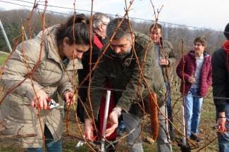 Studenti sami obrađuju vinograd; radovi krenuli orezivanjem i blagoslovom trsova
