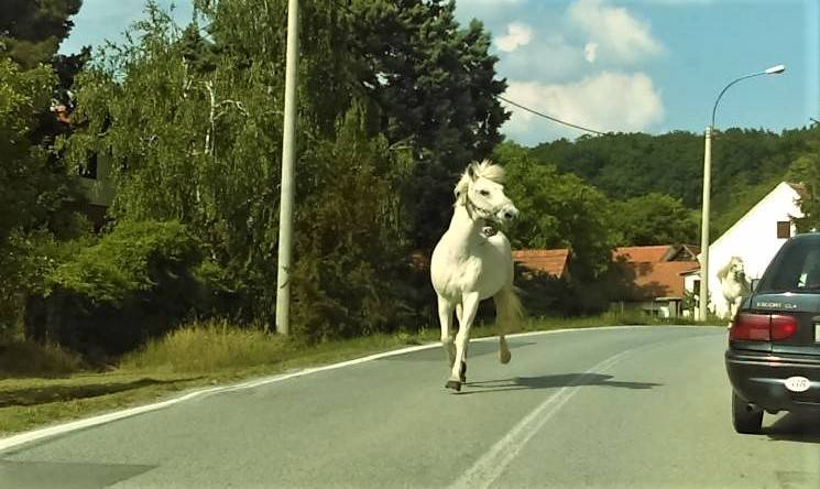 SB Online | Slavonac vozilom udario o konja