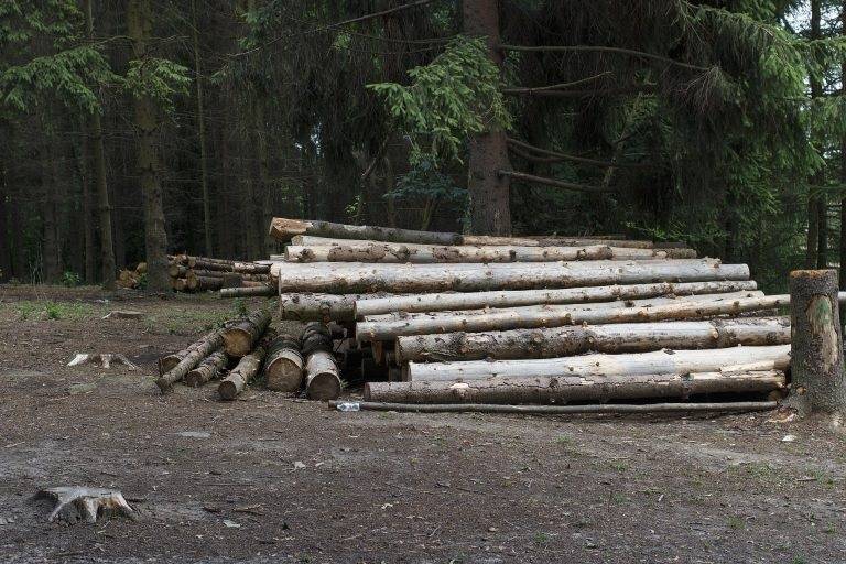 SB Online | Rušio i krao drva u državnoj šumi