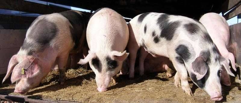 SB Online | Za ne povjerovati je koliko cijene živih svinja mogu padati