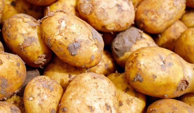 SB Online | Tone krumpira propadaju, a mi kupujemo egipatski, francuski...