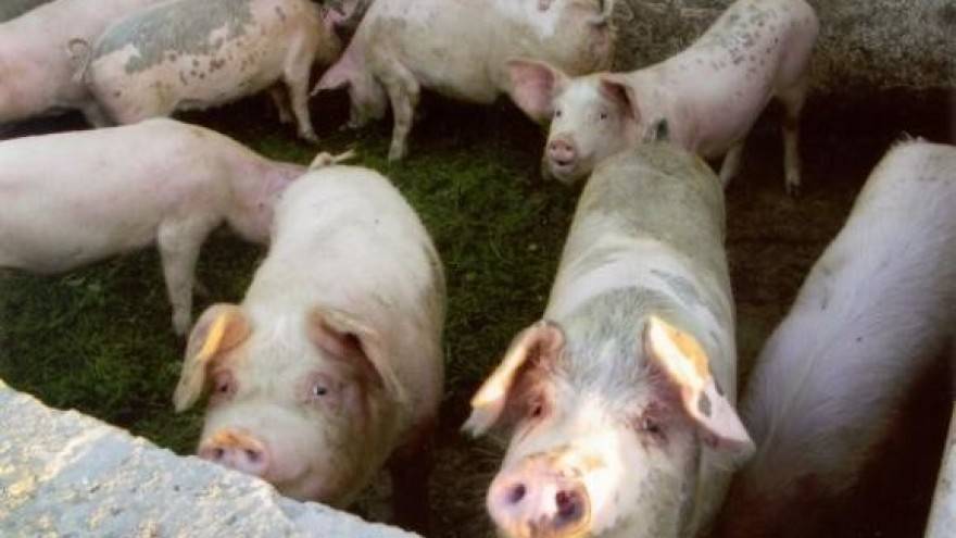 SB Online | POLICIJA TRAGA ZA POČINITELJE: Netko se počastio se za Uskrs, iz svinjca ukrali svinje