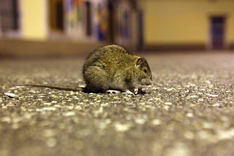 SB Online | OPREZ: U našoj se županiji pojavila bolest - mišja groznica