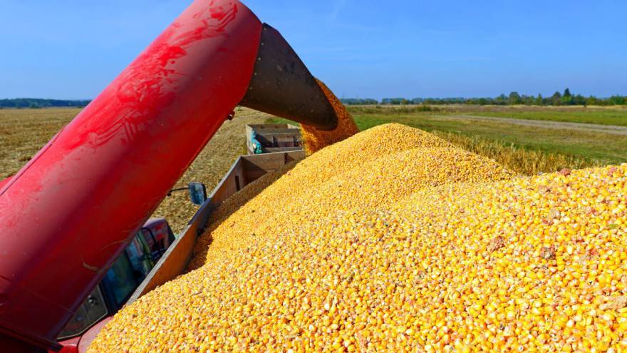 SB Online | Kukuruz skuplji od pšenice - razlog velika kupnja Kine i suša u Brazilu?