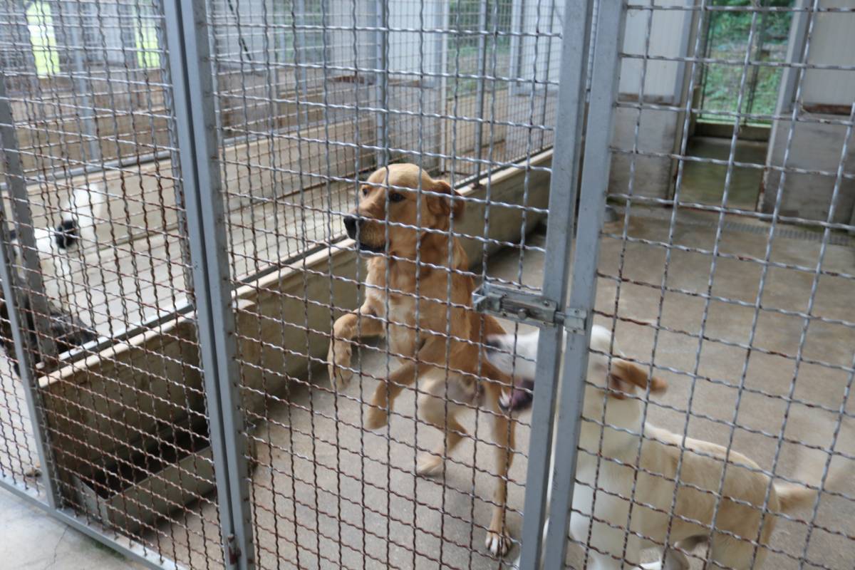 SB Online | SKLONIŠTE ZA ŽIVOTINJE BUČJE: Najviše pasa i dalje udomljavaju Nijemci