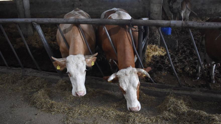 SB Online | Europska komisija odobrila: Sektoru stočarstva dodatnih 220 milijuna kuna potpora