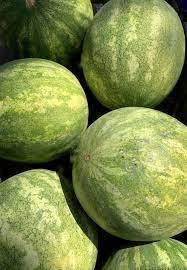 SB Online | Bračni par u Baranji uzgaja i prodaje lubenice na povjerenje! Ako nemate novca, donijet ćete ga drugi put
