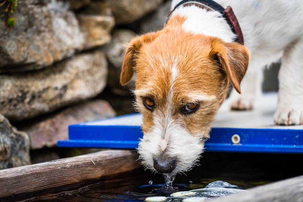 SB Online | Par kapi vode može spasiti neke životinjice po ovim vrućinama, no u nekim mjestima bi vas to moglo koštati i par stotina kuna