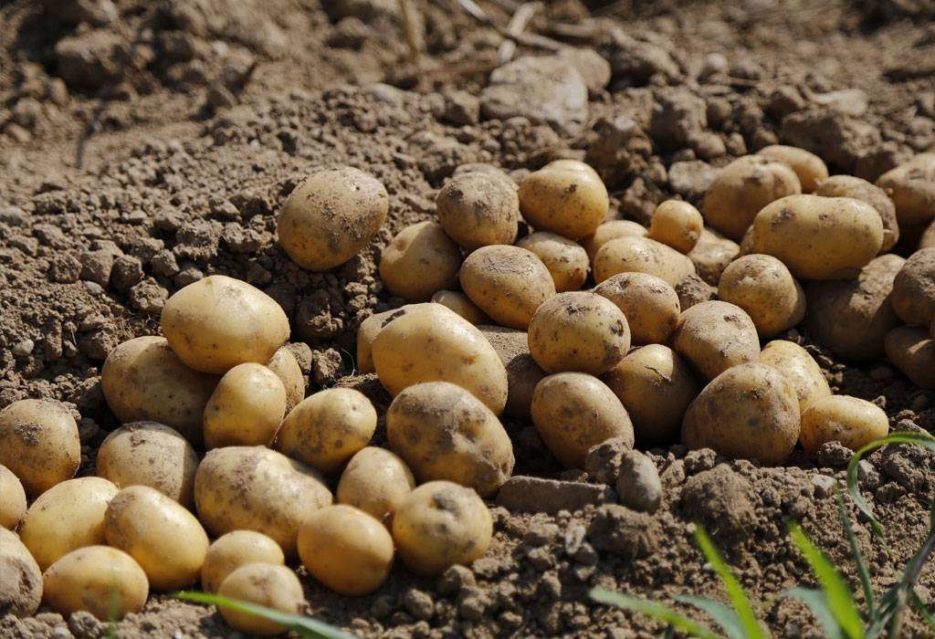 SB Online | Vrtoglavo visoke cijene krumpira: ʺOnaj tko ga ima na skladištu, može očekivati dobru zaraduʺ