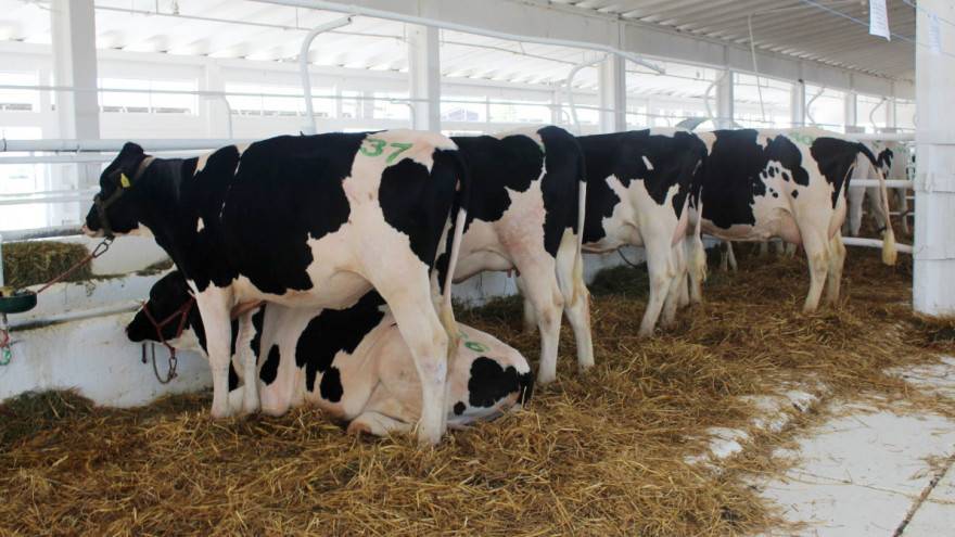 SB Online | Idući tjedan predlažu se hitne mjere kako bi se spriječio kolaps u stočarskoj proizvodnji i proizvodnji mlijeka