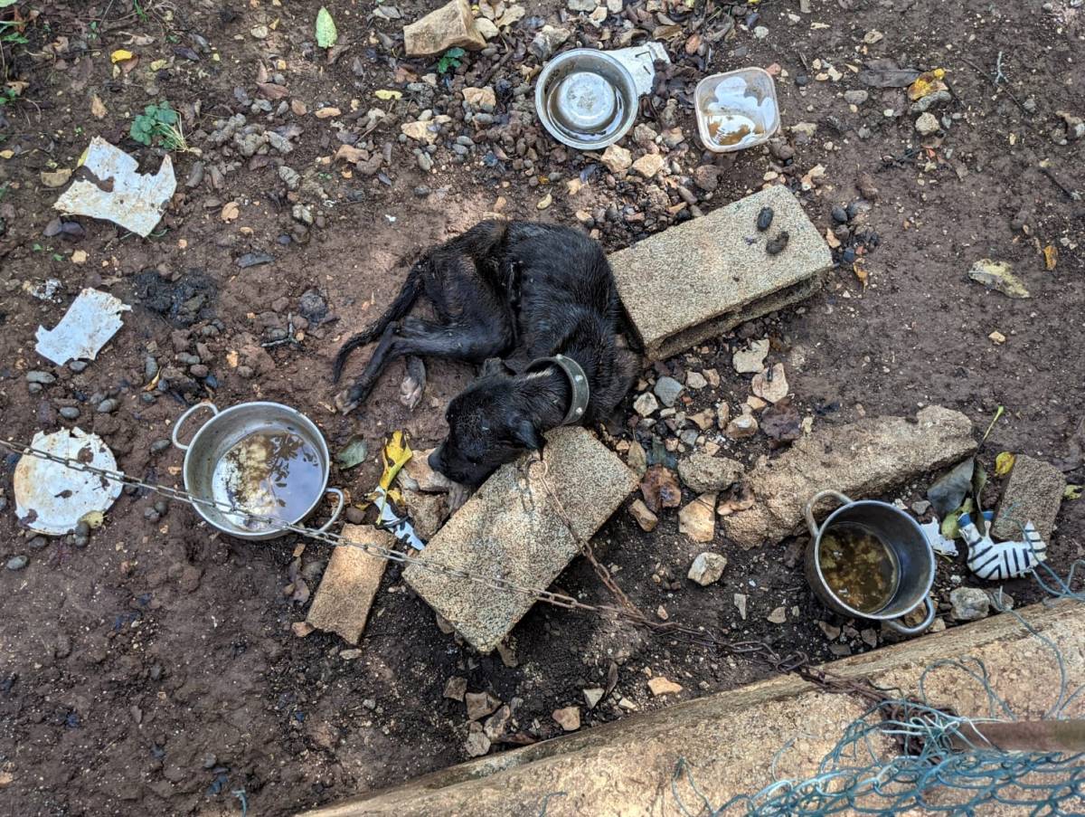 SB Online | Pas dugo umirao na lancu od gladi, nikoga nije bilo briga