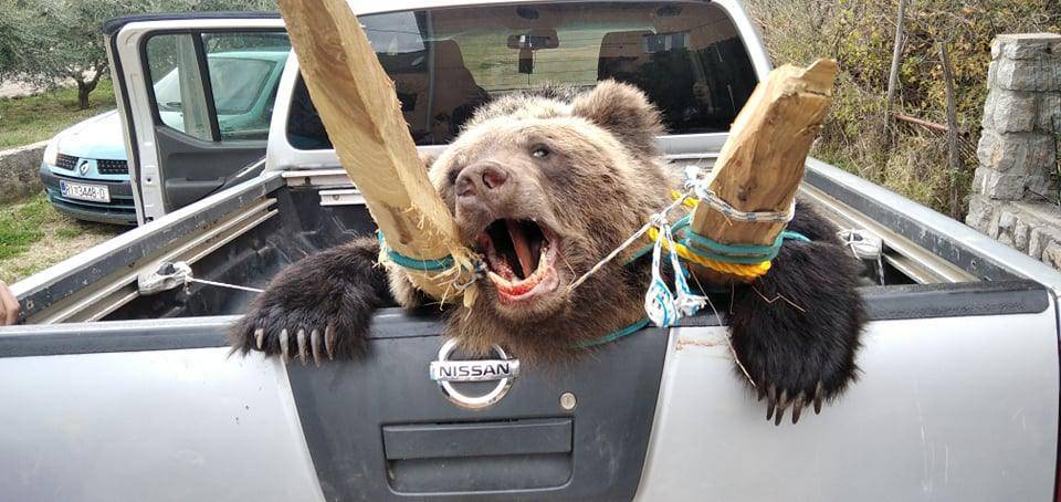 SB Online | Međunarodni dan protiv lova: Mrtvog medvjeda vozili u prtljažniku!