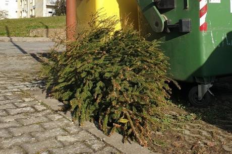 SB Online | Raspored odvoza božićnih drvaca po ograncima