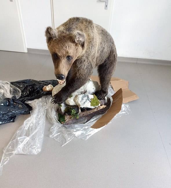 SB Online | Medvjed na ulazu u Sl. Brod. Carinici na visini zadatka