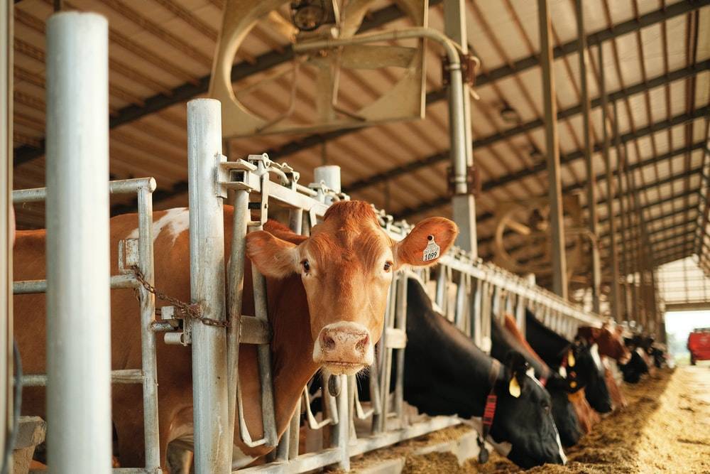 SB Online | Samo u siječnju farme zatvorila 103 mljekare