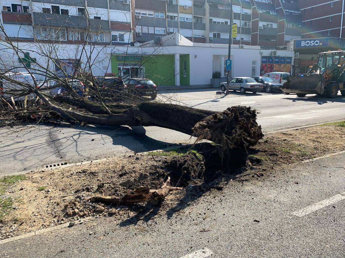 SB Online | U centru Slavonskog Broda srušilo se stablo- ima ozlijeđenih