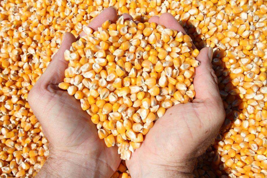 SB Online | Raste cijena kukuruza: Slijedi li nestašica?
