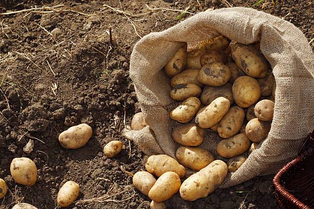SB Online | NESTAŠICA: Krumpira je sve manje, a mogli bi ga plaćati i do 15 centi više...